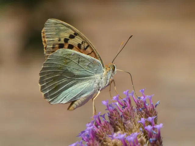 Argynnis pandora - zöldes gyöngyházlepke