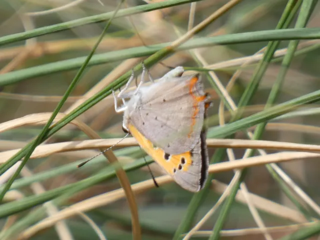 Lycaena phlaeas - közönséges tűzlepke