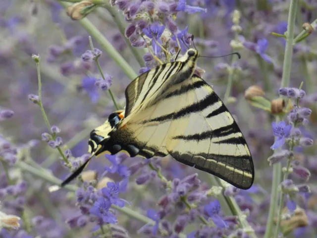 Iphiclides podalirius - kardoslepke
