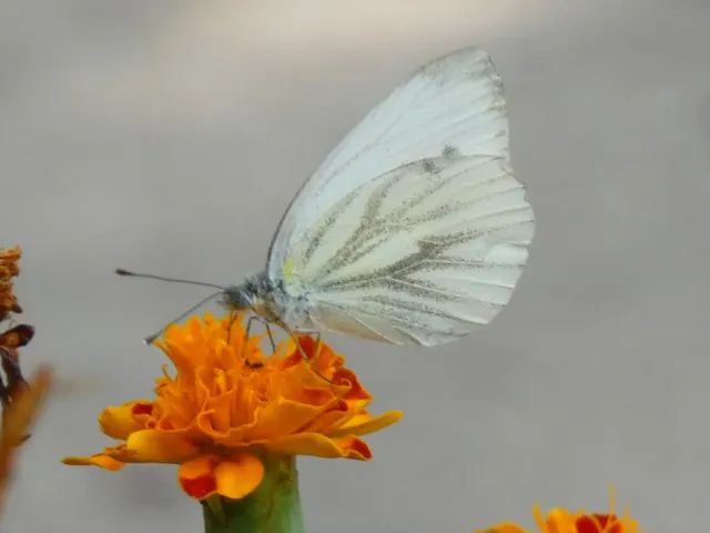 Pieris napi - repcelepke