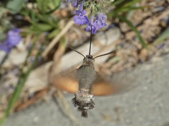 Macroglossum stellatarum - kacsafarkú szender