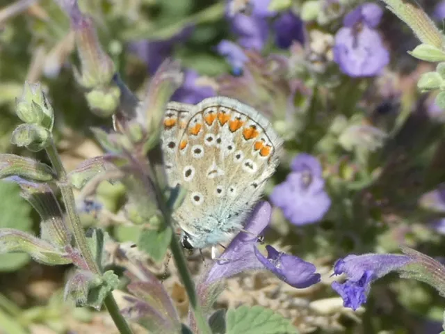 Polyommatus icarus - közönséges boglárka