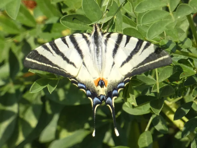 Iphiclides podalirius - kardoslepke