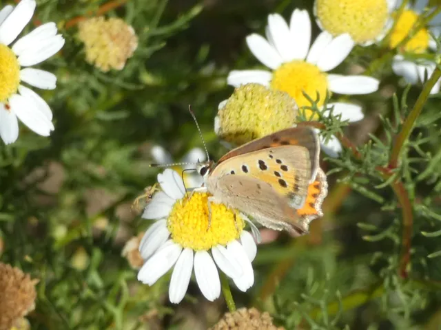 Lycaena phlaeas - közönséges tűzlepke