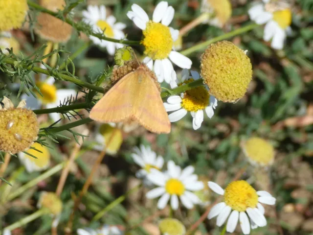 Lythria purpuraria - bíborsávos araszoló