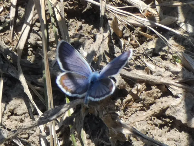 Plebejus argus - ezüstös boglárka