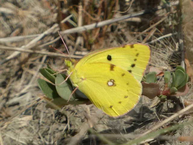 Colias hyale - kéneslepke