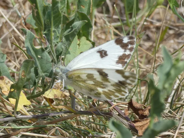 Pontia edusa - rezedalepke