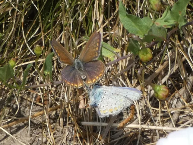 Polyommatus icarus - közönséges boglárka