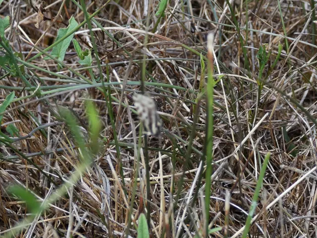 Emmelia trabealis - zebrabagoly