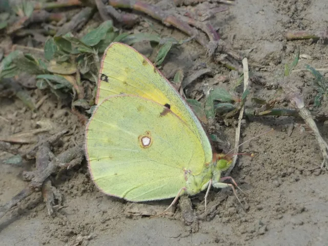 Colias croceus - sáfránylepke