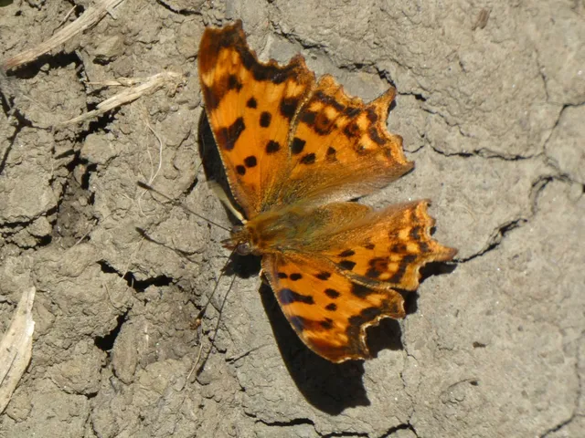 Nymphalis c-album - C-betűs lepke