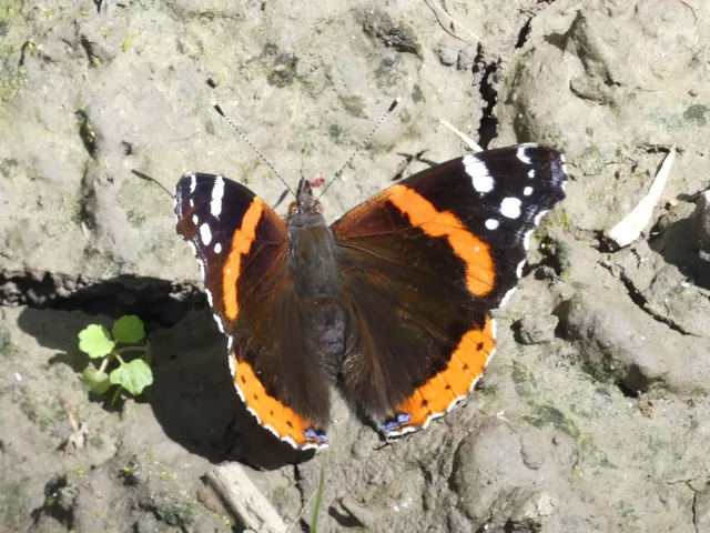 Vanessa atalanta - atalantalepke