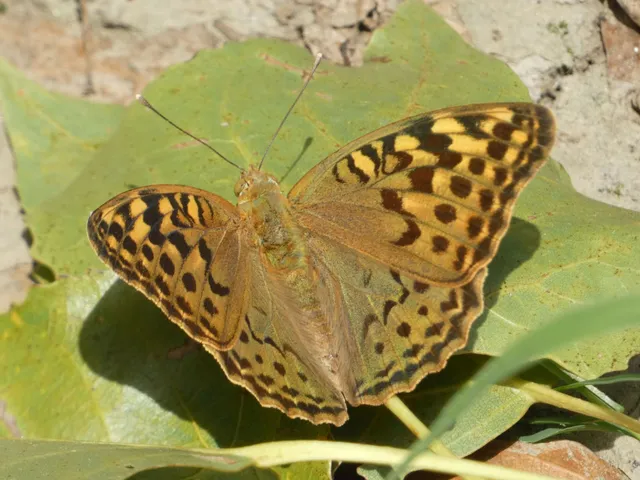 Argynnis pandora - zöldes gyöngyházlepke