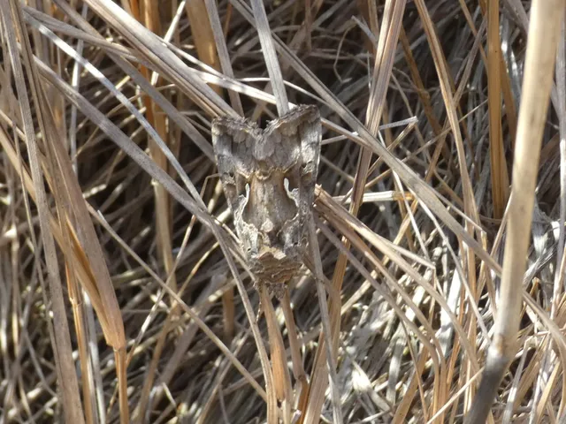 Autographa gamma - gammalepke