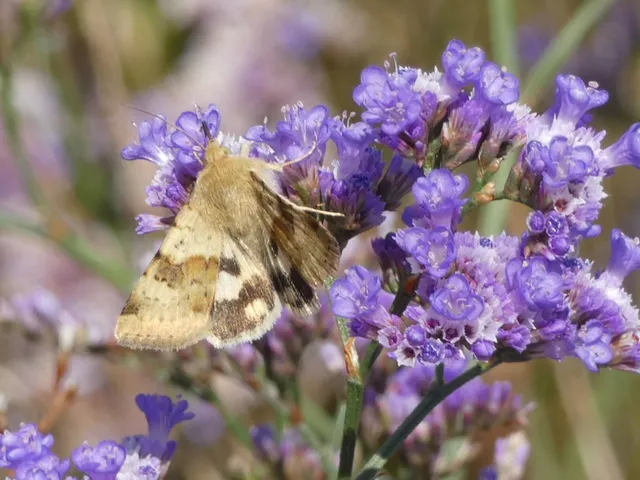 Heliothis viriplaca - mácsonyabagoly