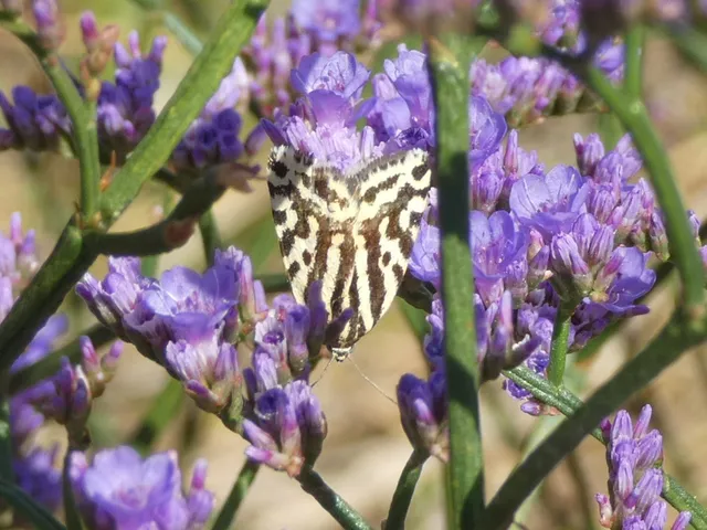 Emmelia trabealis - zebrabagoly