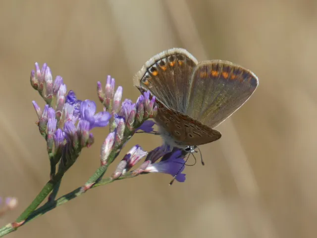Polyommatus icarus - közönséges boglárka