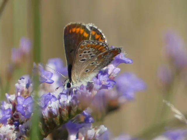 Aricia agestis - szerecsenboglárka