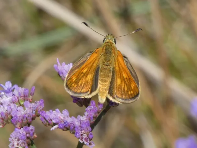 Ochlodes sylvanus - erdei busalepke