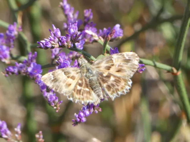 Carcharodus alceae - mályva-busalepke