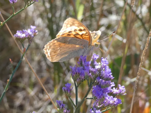 Argynnis pandora - zöldes gyöngyházlepke