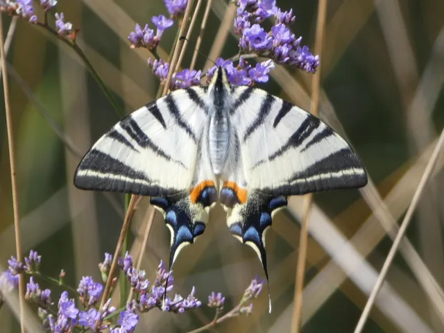 Iphiclides podalirius - kardoslepke
