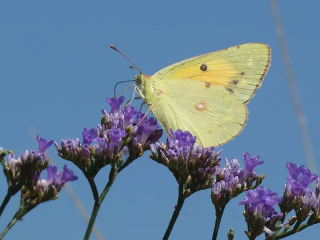 Colias croceus - sáfránylepke