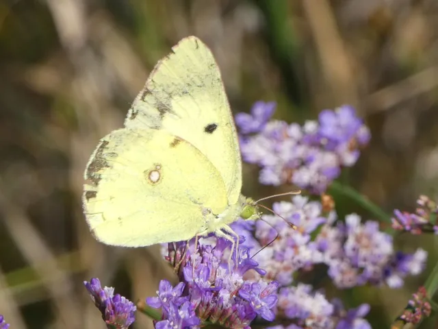 Colias erate - csángó-kéneslepke