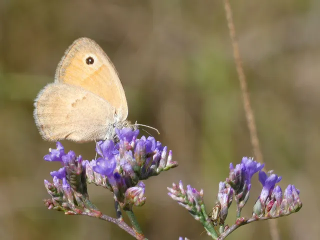 Coenonympha pamphilus - kis szénalepke