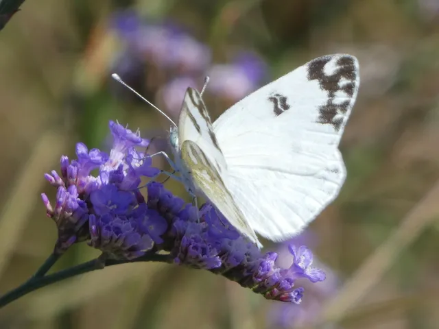 Pontia edusa - rezedalepke