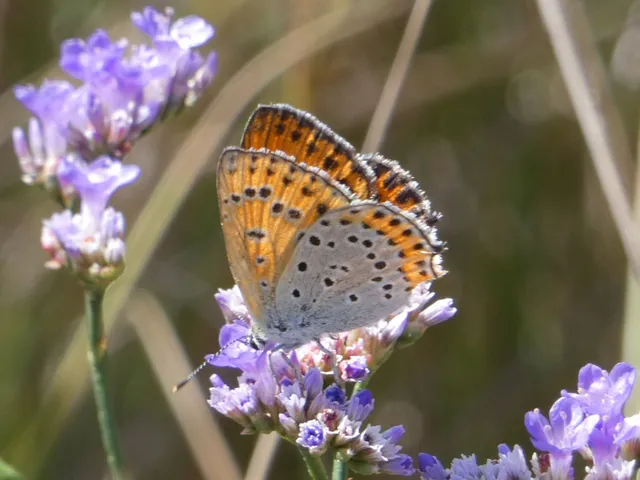 Lycaena thersamon - kis tűzlepke