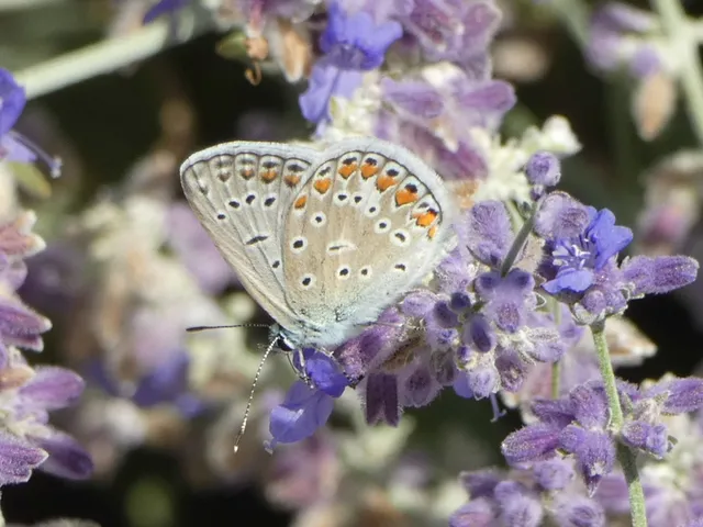 Polyommatus icarus - közönséges boglárka