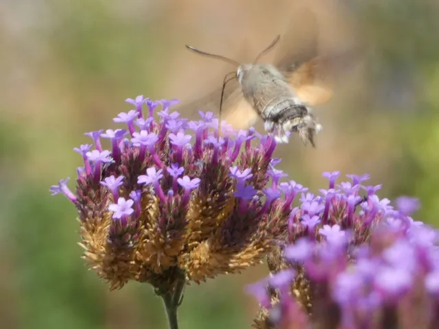 Macroglossum stellatarum - kacsafarkú szender