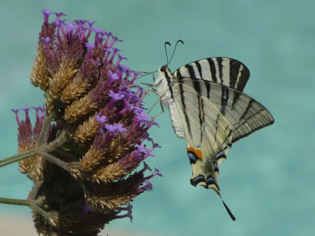 Iphiclides podalirius - kardoslepke