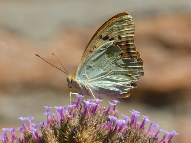Argynnis pandora - zöldes gyöngyházlepke
