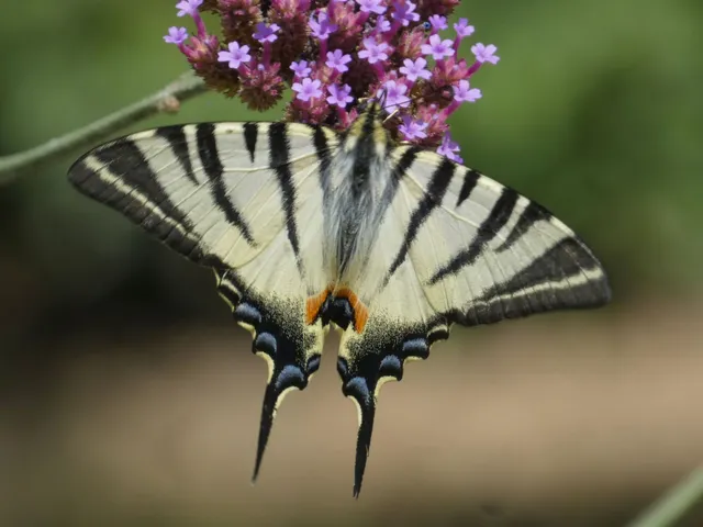Iphiclides podalirius - kardoslepke