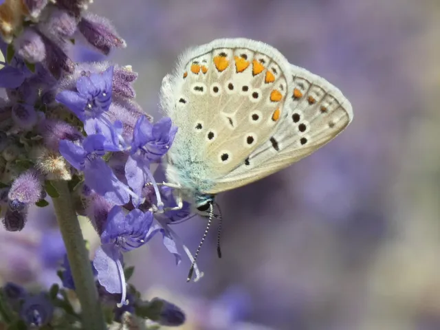 Polyommatus icarus - közönséges boglárka
