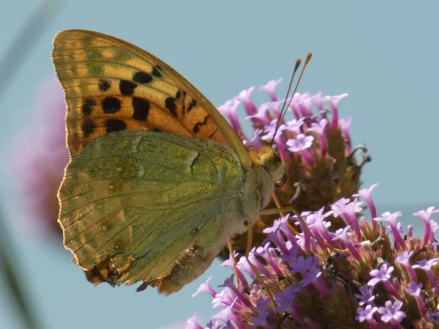 Argynnis pandora - zöldes gyöngyházlepke