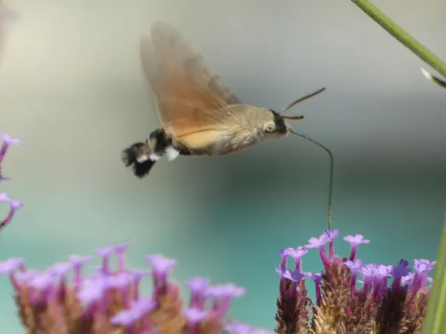 Macroglossum stellatarum - kacsafarkú szender