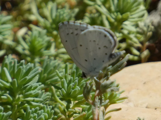 Celastrina argiolus - bengeboglárka