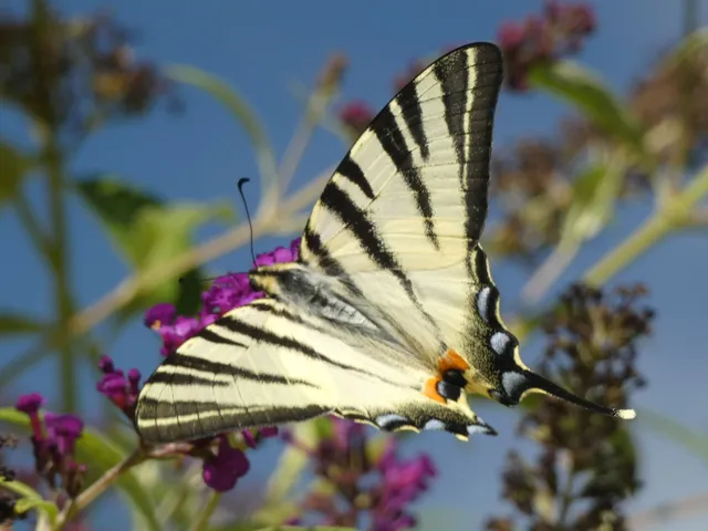 Iphiclides podalirius - kardoslepke