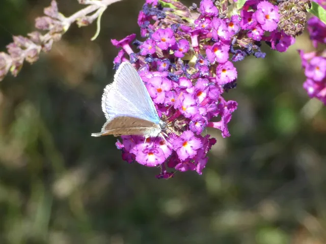 Polyommatus icarus - közönséges boglárka