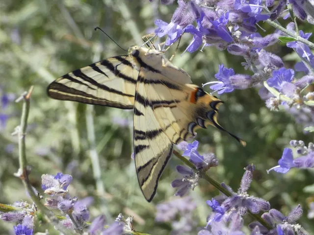Iphiclides podalirius - kardoslepke