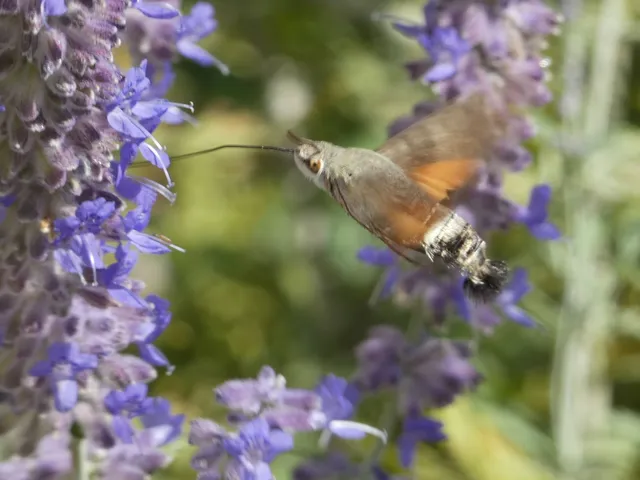 Macroglossum stellatarum - kacsafarkú szender