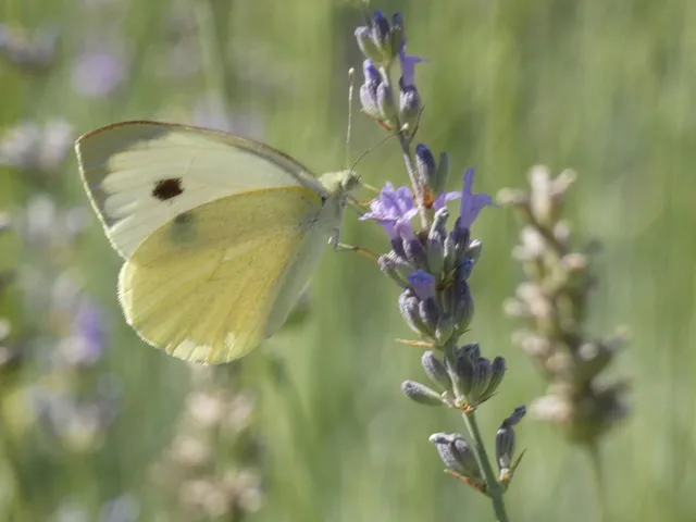 Pieris brassicae - káposztalepke