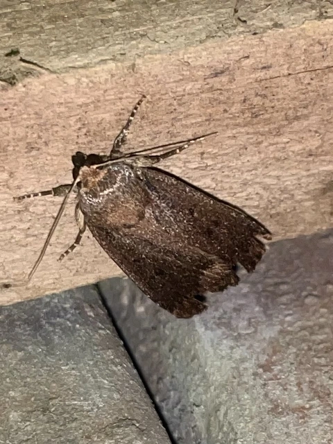 Amphipyra tragopoginis - bakszakállbagoly