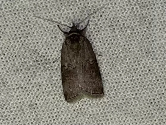 Nycteola asiatica - nyárfa-trapézbagoly