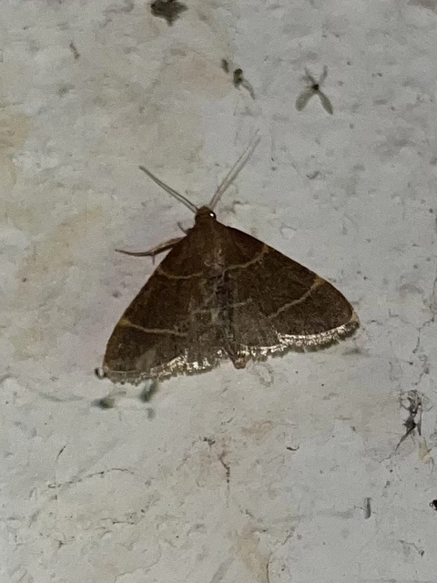 Hypsopygia glaucinalis - rezes fényilonca