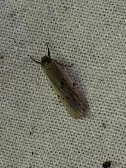 Pelosia muscerda - hamvas zuzmószövő